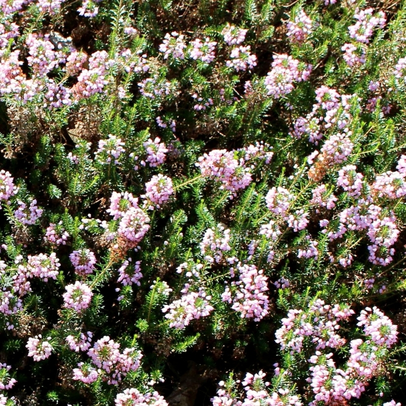 Bruyère de Cornouailles Hookstone Rosea