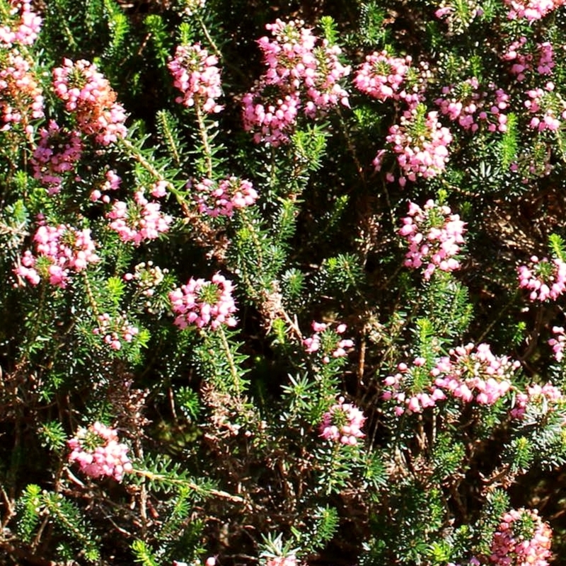 Bruyère de Cornouailles Pyrenees Pink