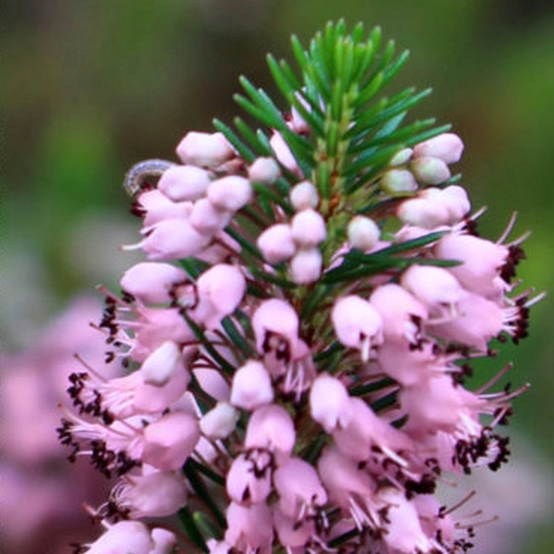 Bruyère de Cornouailles Rubra