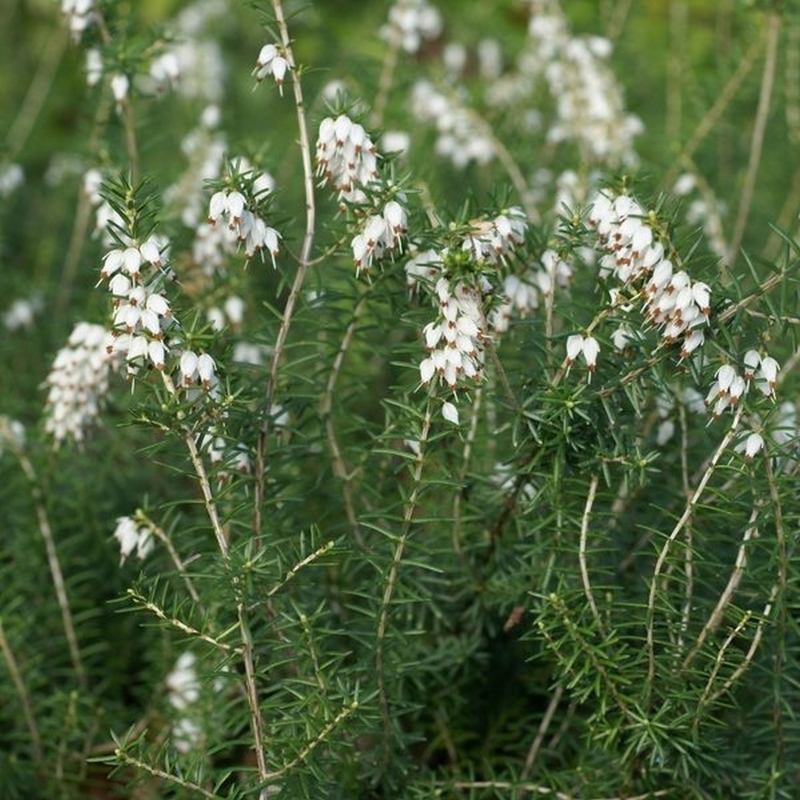 Bruyère de Cornouailles White Rocket