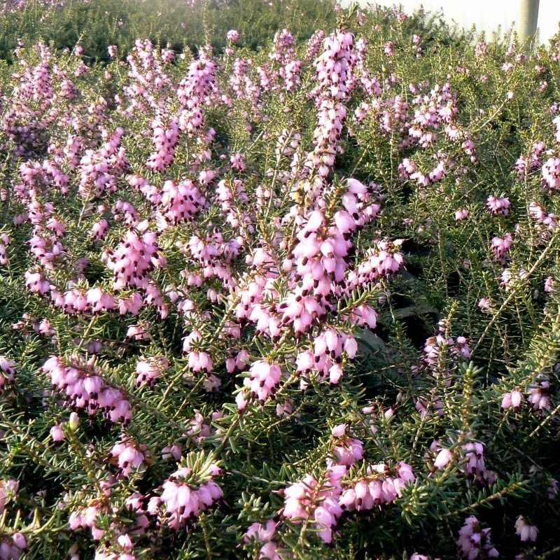 Bruyère de Darley Aurélie Brégeon