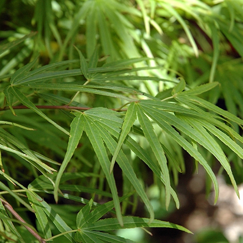 Erable Japonais Scolopendrifolium