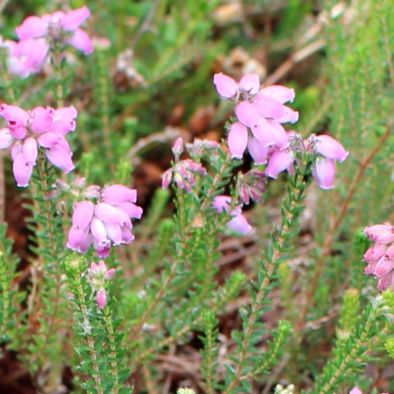 Erica x stuartii Connemara