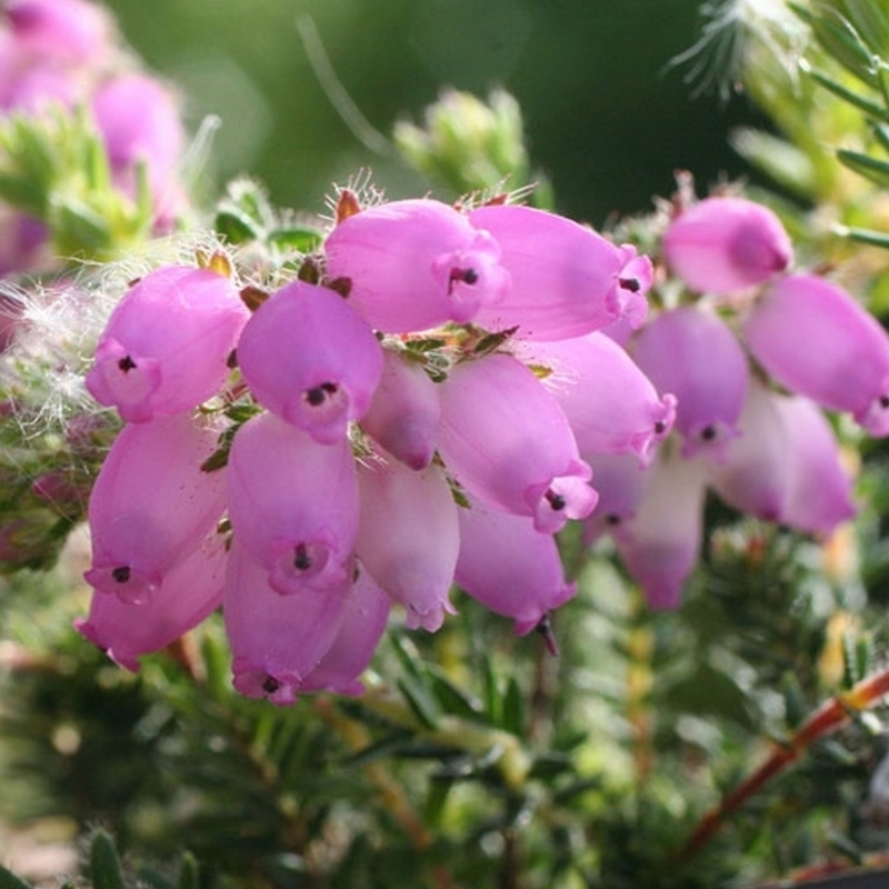 Erica x stuartii Irish Salmon