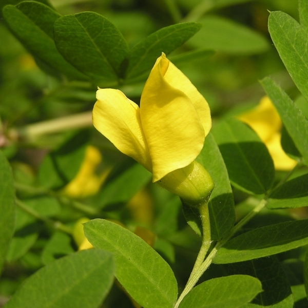 Caraganier de Sibérie, Acacia jaune, Arbre aux pois