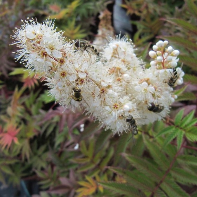 Fausse spirée à feuilles de sorbier