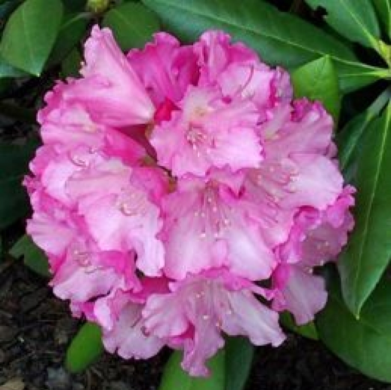 Rhododendron yakushimanum Kalinka