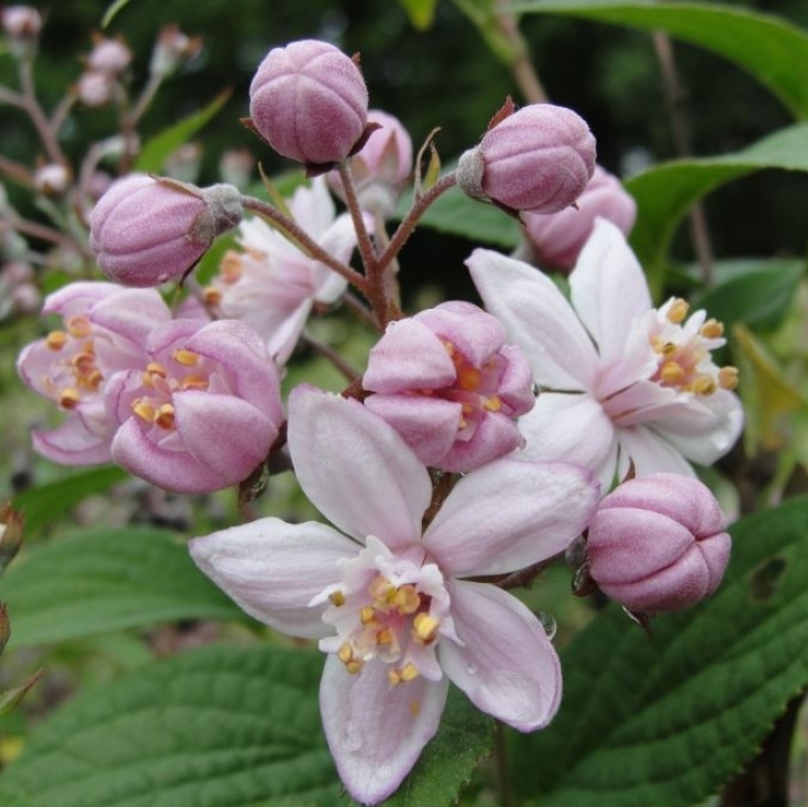 Deutzia Mont Rose