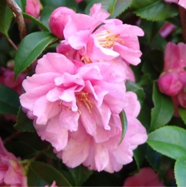 Camellia hybride Fra gant Pink