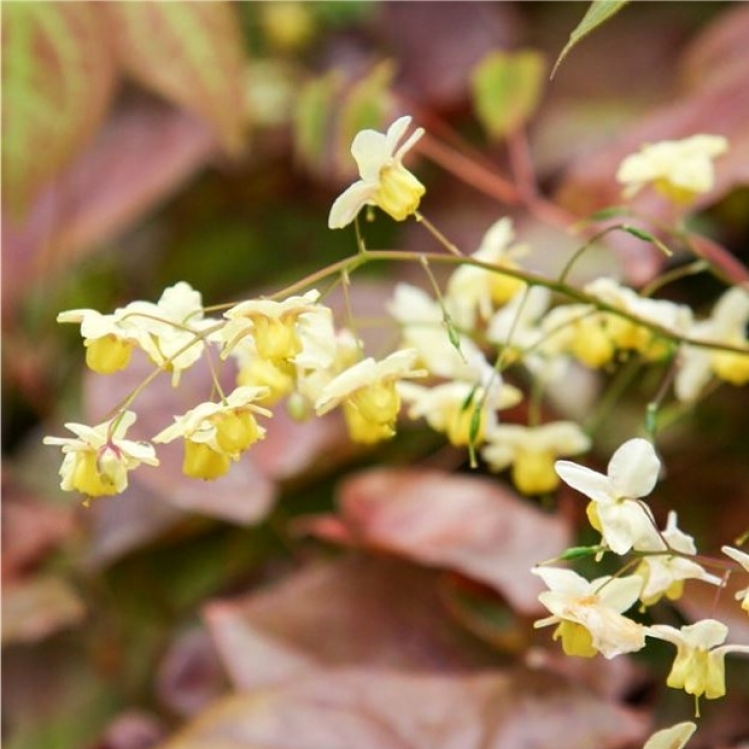 Fleurs des Elfes Sulfureum