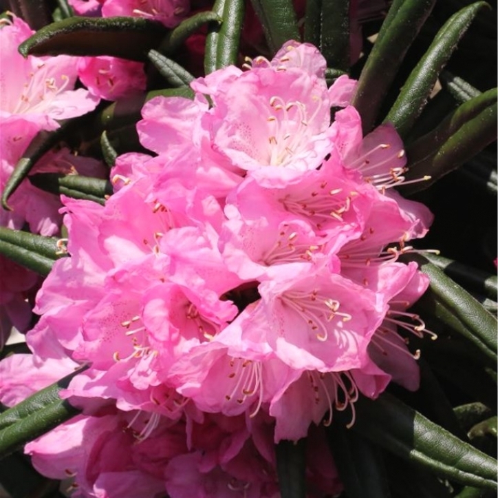 Rhododendron Jens Jörgen Sörensen