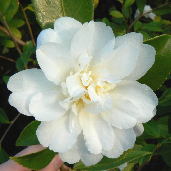 Camellia d'automne Polar Ice