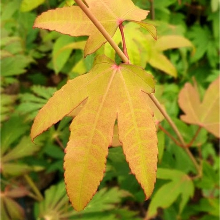 Erable Japonais Leather Leaf