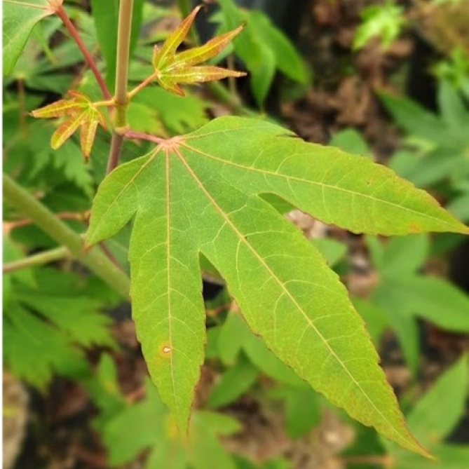 Erable Japonais Leather Leaf