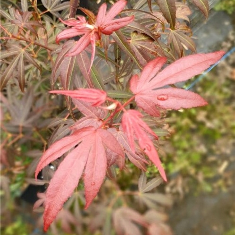 Erable Japonais Red Falcon