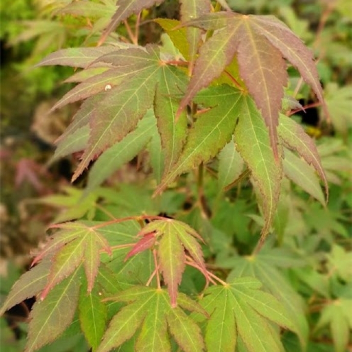 Erable Japonais Yadawara