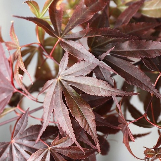 Erable Japonais Skeeter's Broom