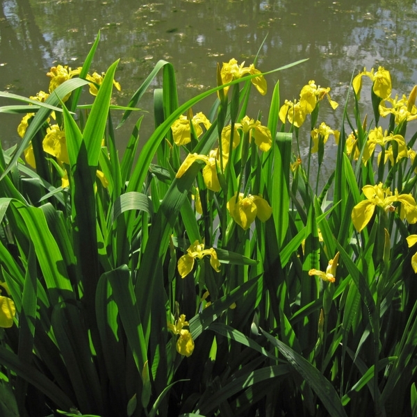 Iris des Marais