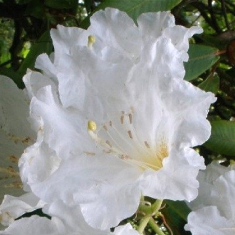 Rhododendron hybride Polar Bear