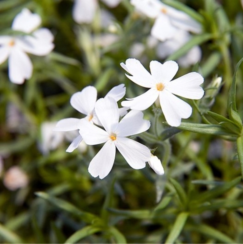 Phlox mousse White Delight