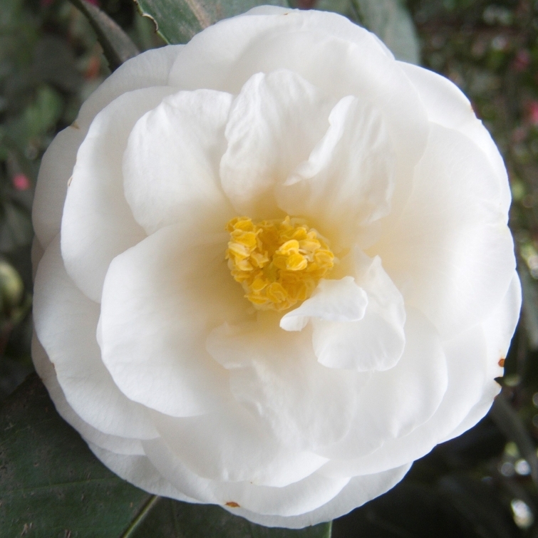 Camellia japonais Janet Waterhouse