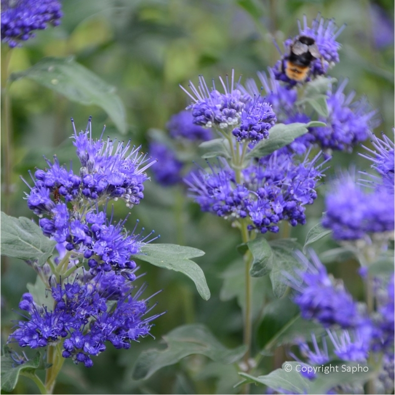 Barbe-bleue Grand Bleu ®