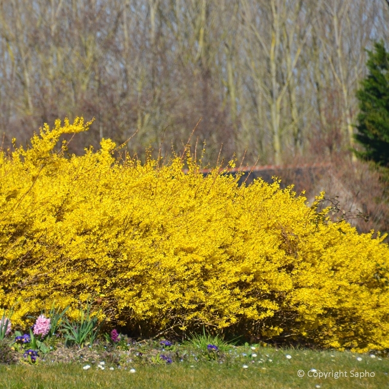 Mimosa de Paris Marée d'or ®