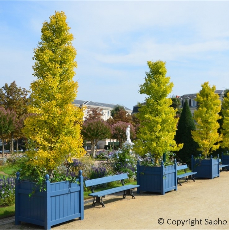 Arbre aux 40 écus Fastigiata Blagon®