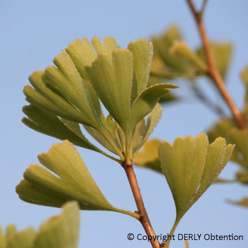 Arbre aux 40 écus Fastigiata Blagon®