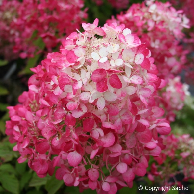 Hortensia paniculé Diamant Rouge ® Rendia