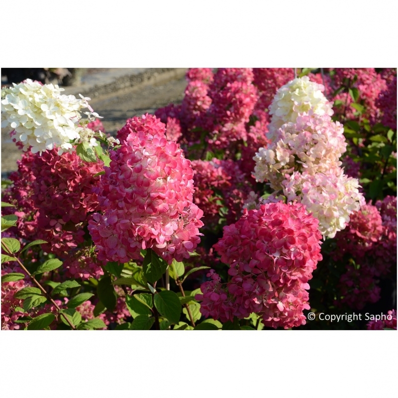 Hortensia paniculé Diamant Rouge ® Rendia