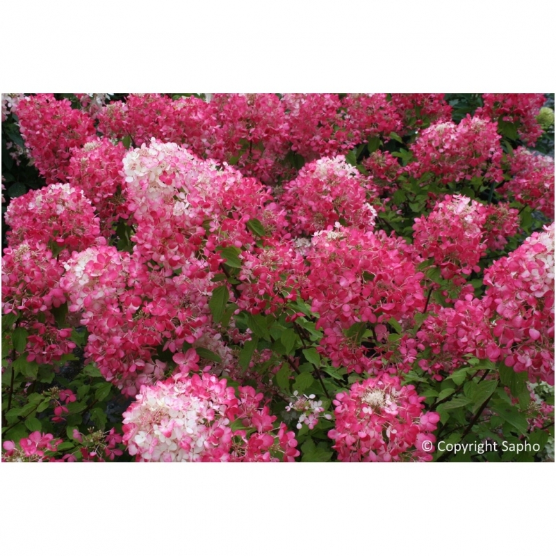 Hortensia paniculé Diamant Rouge ® Rendia