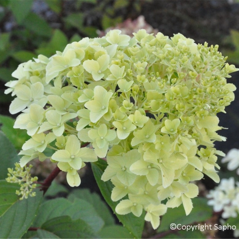 Hortensia paniculé Diamantino ® Ren101