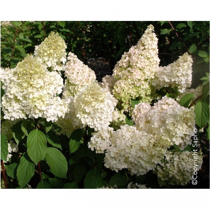 Hortensia paniculé Diamantino ® Ren101