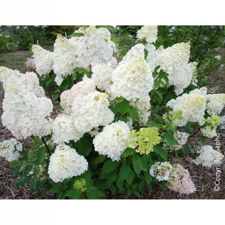 Hortensia paniculé Diamantino ® Ren101