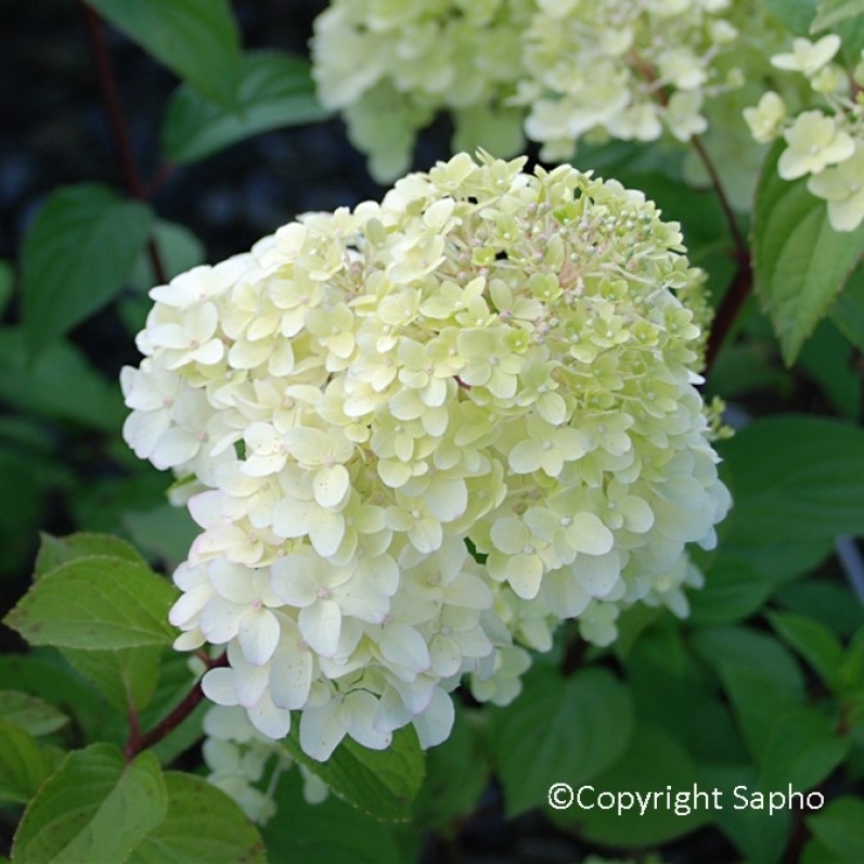 Hortensia paniculé Diamantino ® Ren101