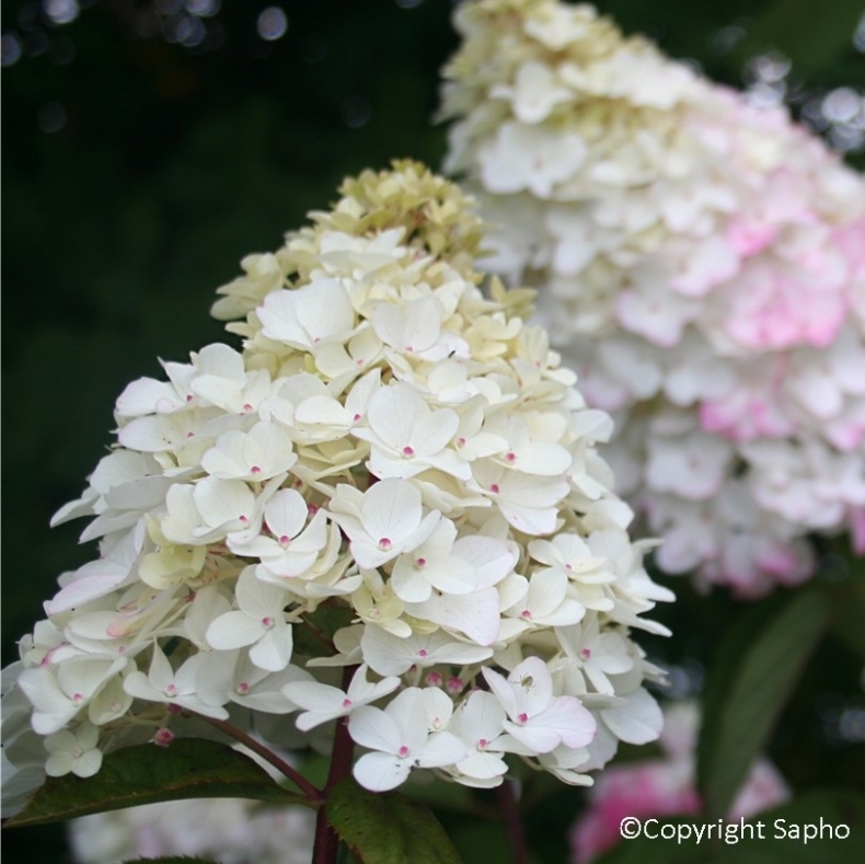 Hortensia paniculé Fraise Melba ® Renba