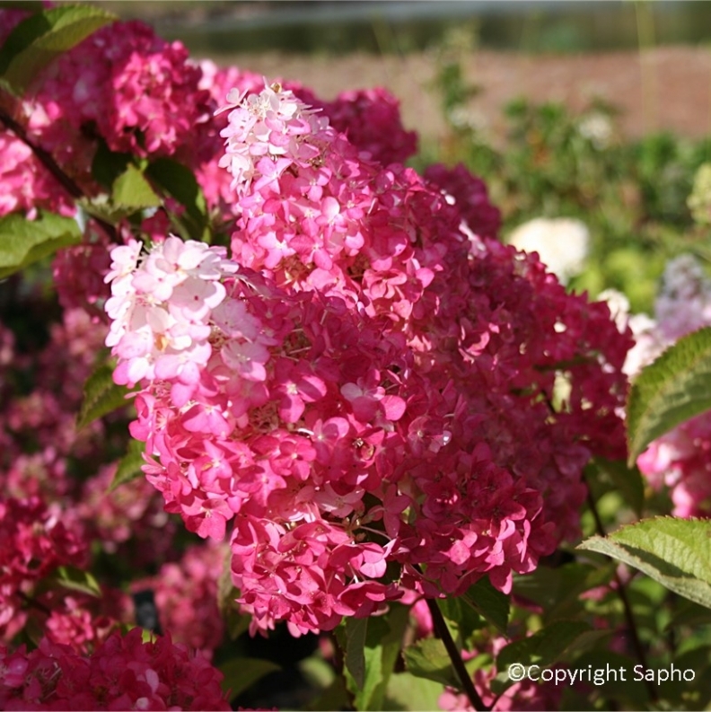 Hortensia paniculé Fraise Melba ® Renba