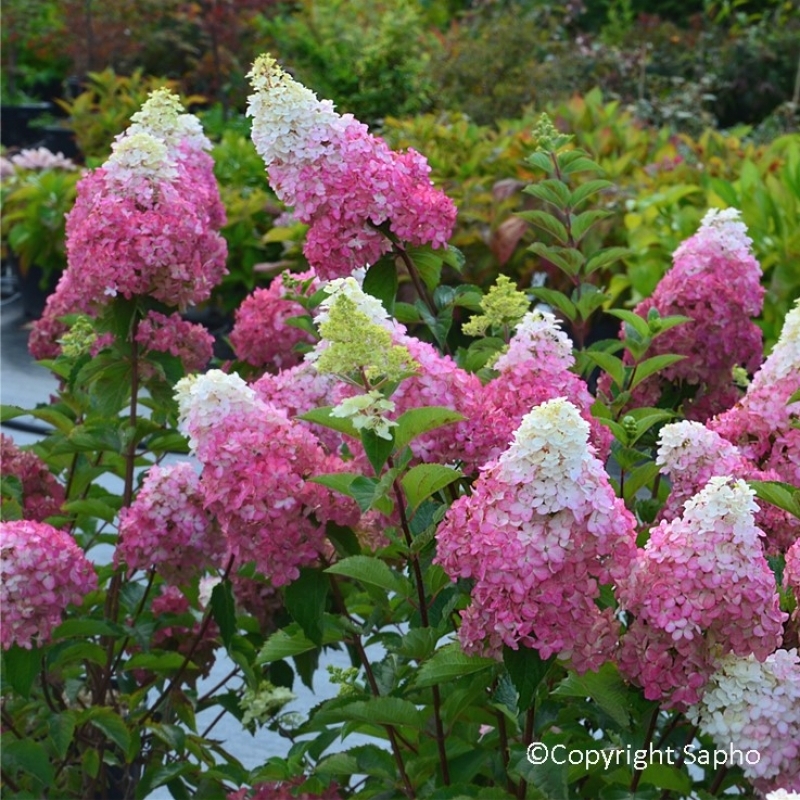 Hortensia paniculé Fraise Melba ® Renba