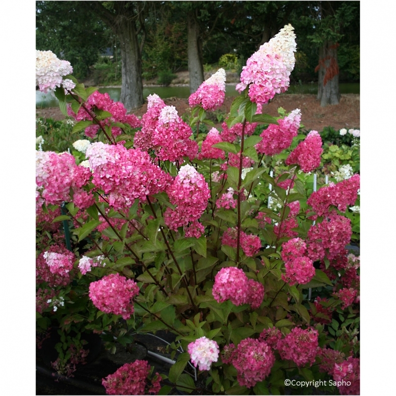 Hortensia paniculé Fraise Melba ® Renba