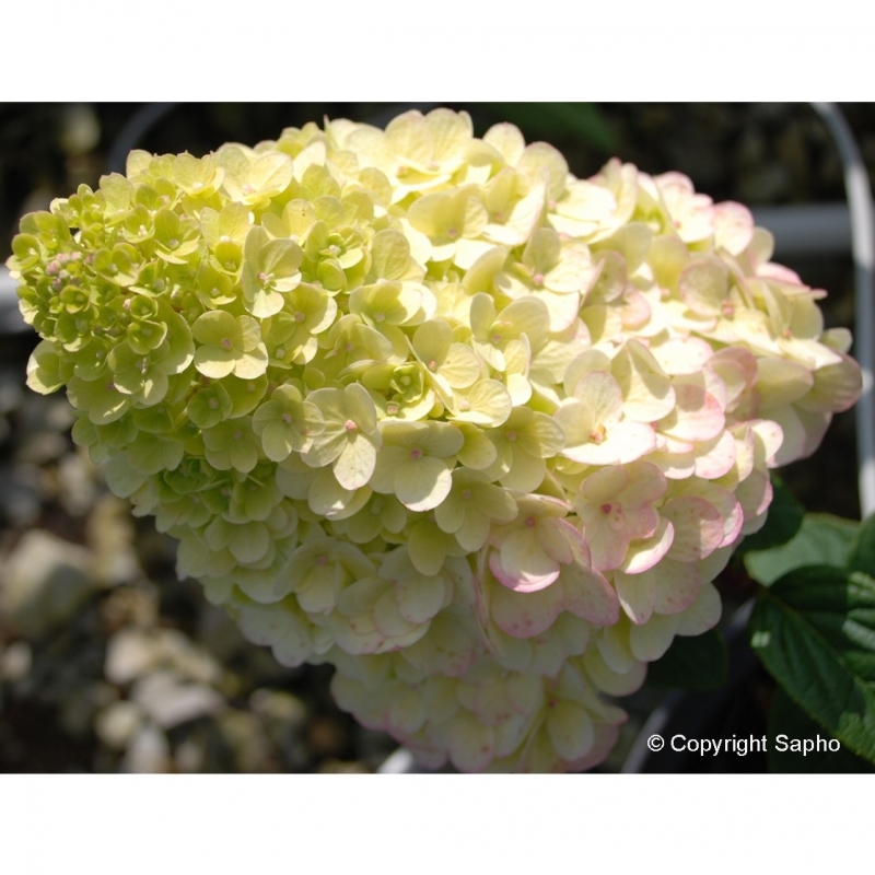 Hortensia paniculé Sundae Fraise ® Rensun