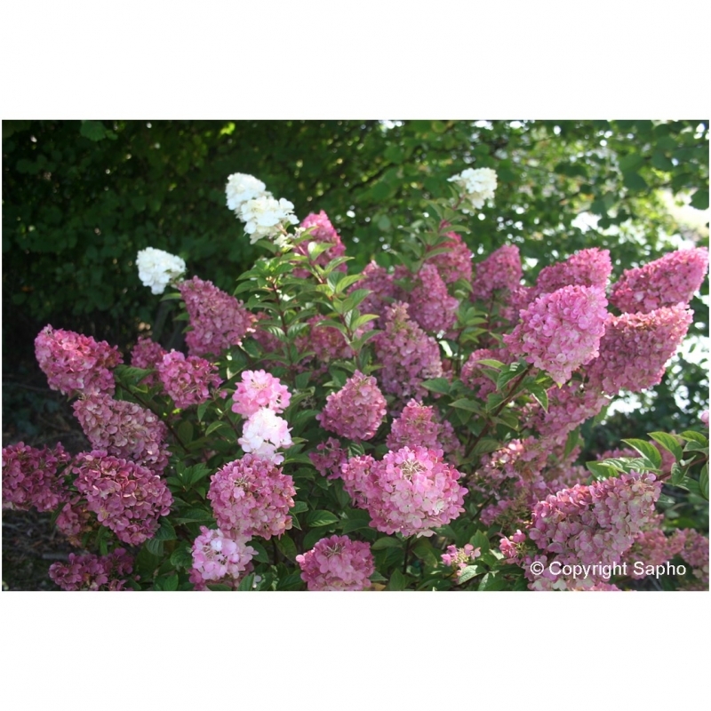 Hortensia paniculé Sundae Fraise ® Rensun