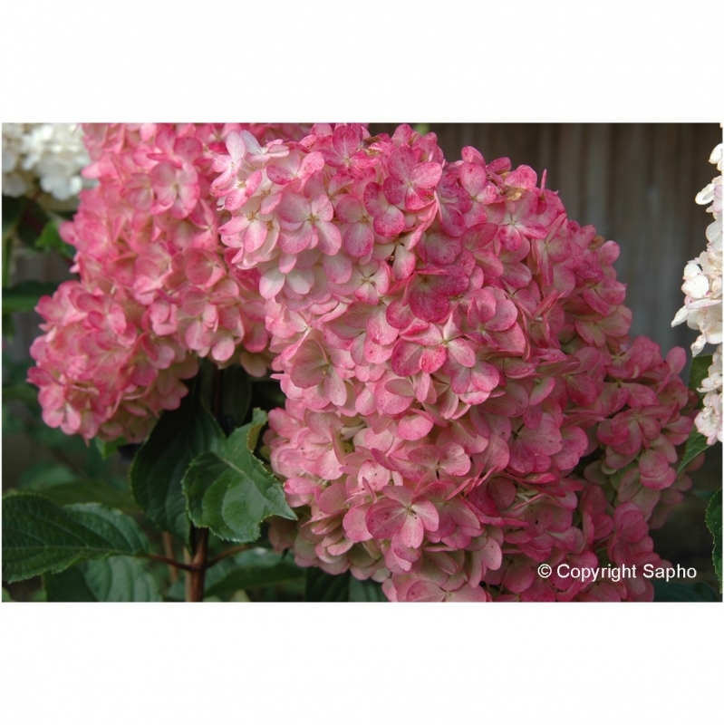 Hortensia paniculé Vanille Fraise ® Renhy