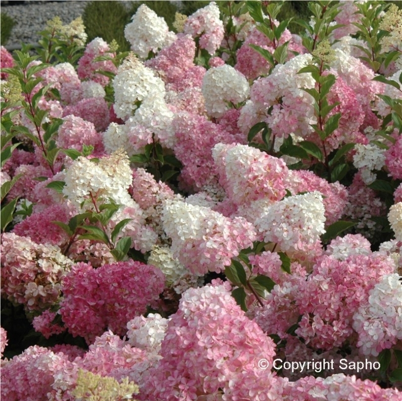 Hortensia paniculé Vanille Fraise ® Renhy