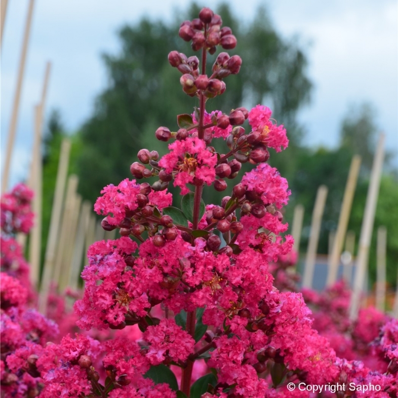 Lilas des Indes Fuchsia d'été ®