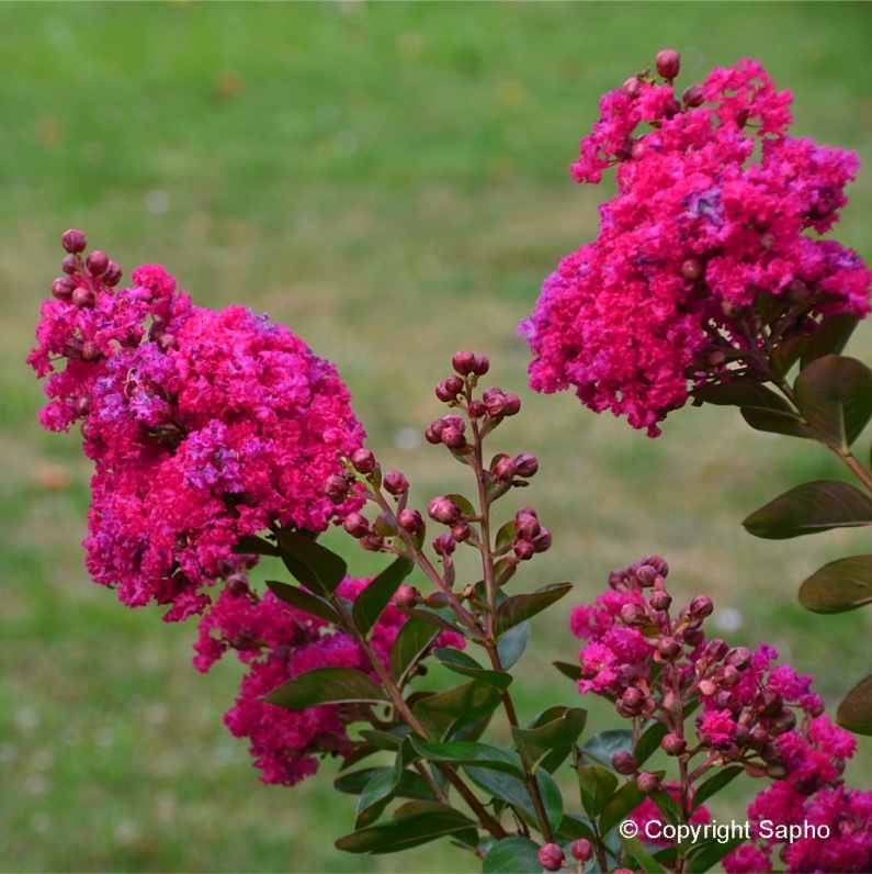 Lilas des Indes Fuchsia d'été ®