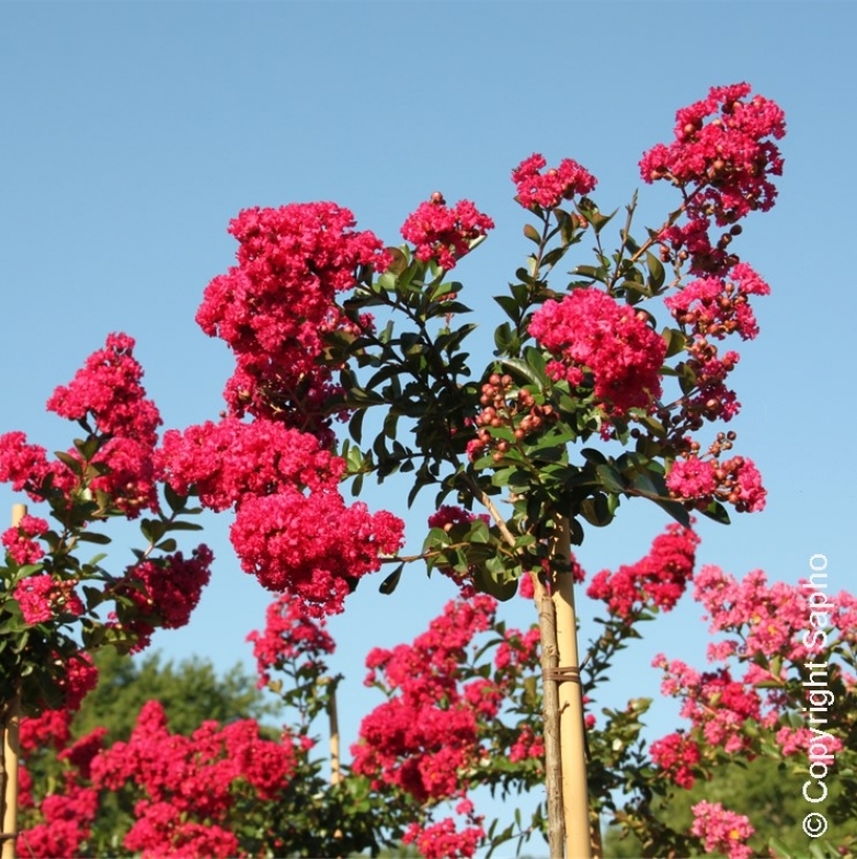 Lilas des Indes Braise d'été ®