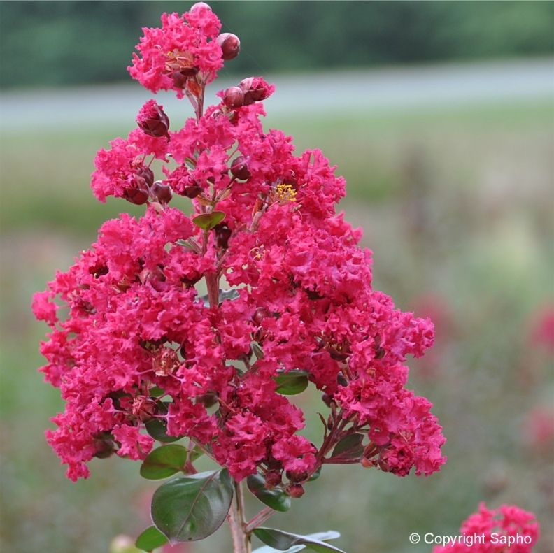 Lilas des Indes Braise d'été ®