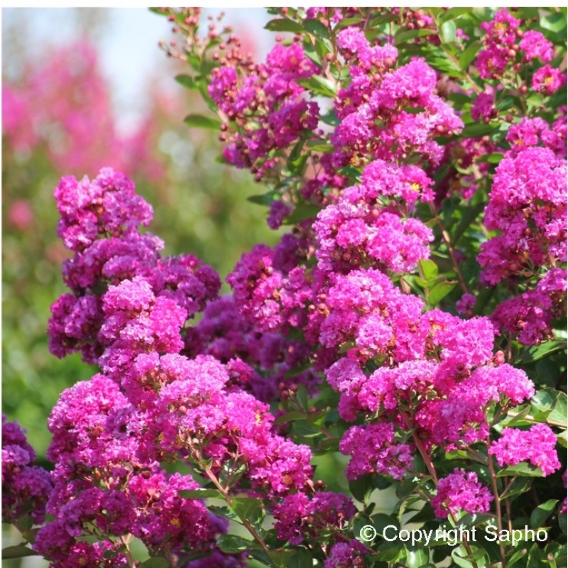 Lilas des Indes Violet d'été ®