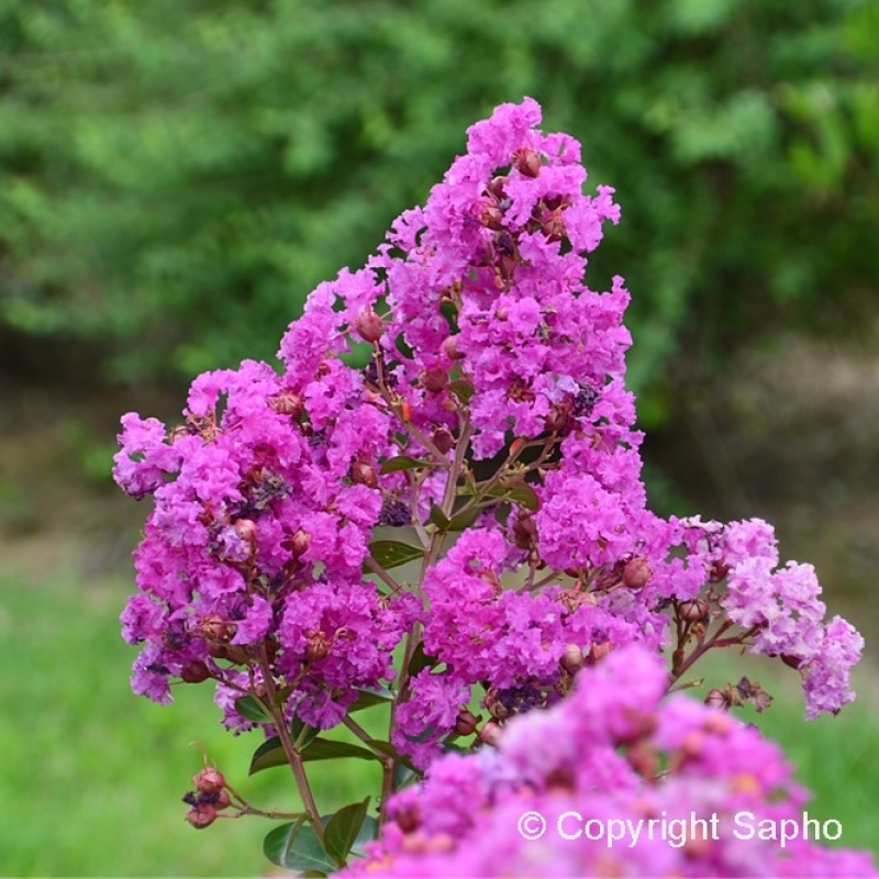 Lilas des Indes Violet d'été ®